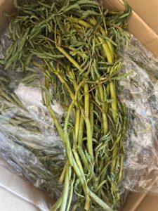 Rau nhút làm sạch 100gr