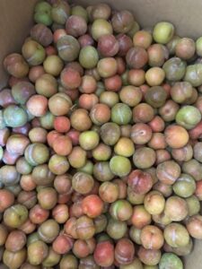 mận hà nội size S