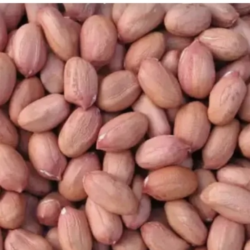 Đậu phộng sống (lạc) 500gr