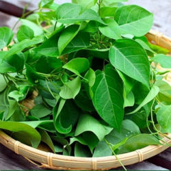 Lá giang Đông lanh