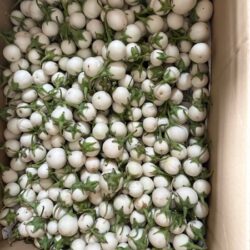 cà pháo trắng