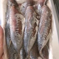 Cá nục 1 nắng