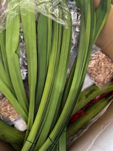 lá dứa tươi 100gr