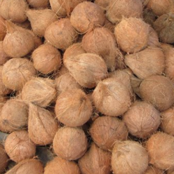 Dừa khô 熟成ココナッツ