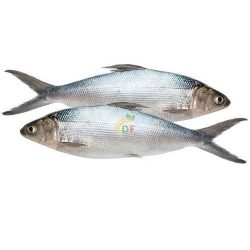 Ca bangus philippin 500-600 gr