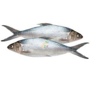 Ca bangus philippin 500-600 gr
