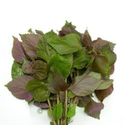 Tía tô 100gr 赤しそ
