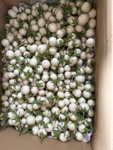 cà pháo trắng 白なす(カーファオ)