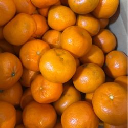 Quýt 1kg 生みかん