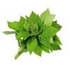Kinh giới 100gr ベトナムシソ（キンゾイ）