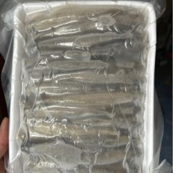 cá bống cát ボウズハゼ