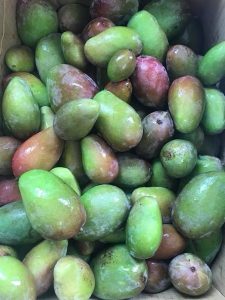 Xoài bao tử / ヤングマンゴー lớn