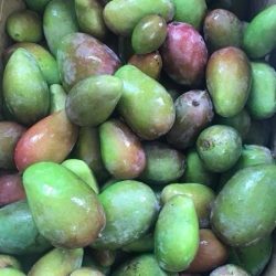 Xoài bao tử / ヤングマンゴー lớn