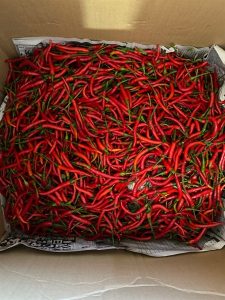 Ớt tươi 100gr 生唐辛子
