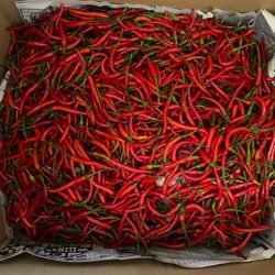 Ớt tươi 100gr 生唐辛子