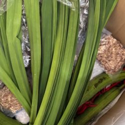 lá dứa tươi 100gr パンダンリーフ（生）
